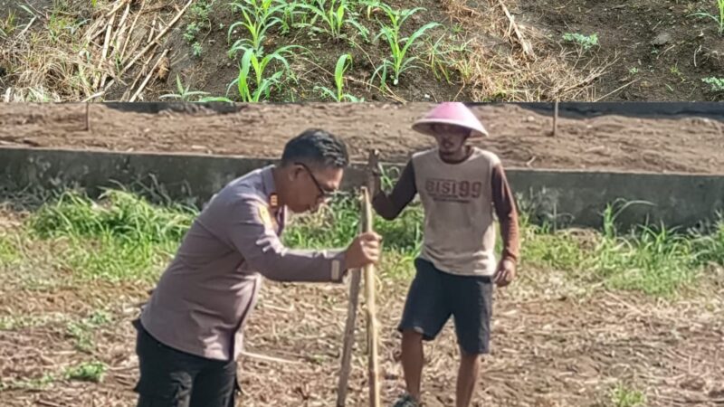 Dukung Ketahanan Pangan, Polsek Timur, Polres Lubuk Linggau Tinjau lahan Penanaman Jagung