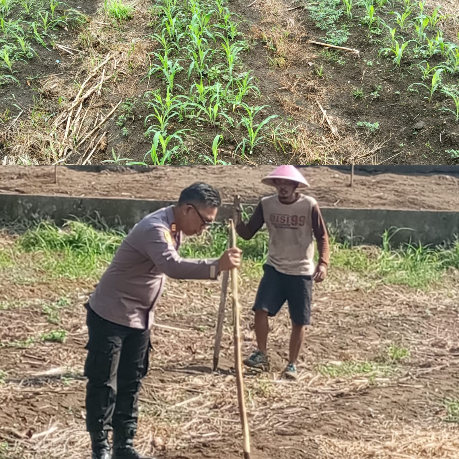 Dukung Ketahanan Pangan, Polsek Timur, Polres Lubuk Linggau Tinjau lahan Penanaman Jagung