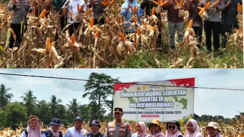 Polres Musi Rawas Bersama Forkopimda dan Kelompok Tani Desa Suro, Muara Beliti,  Panen Raya Jagung Serentak