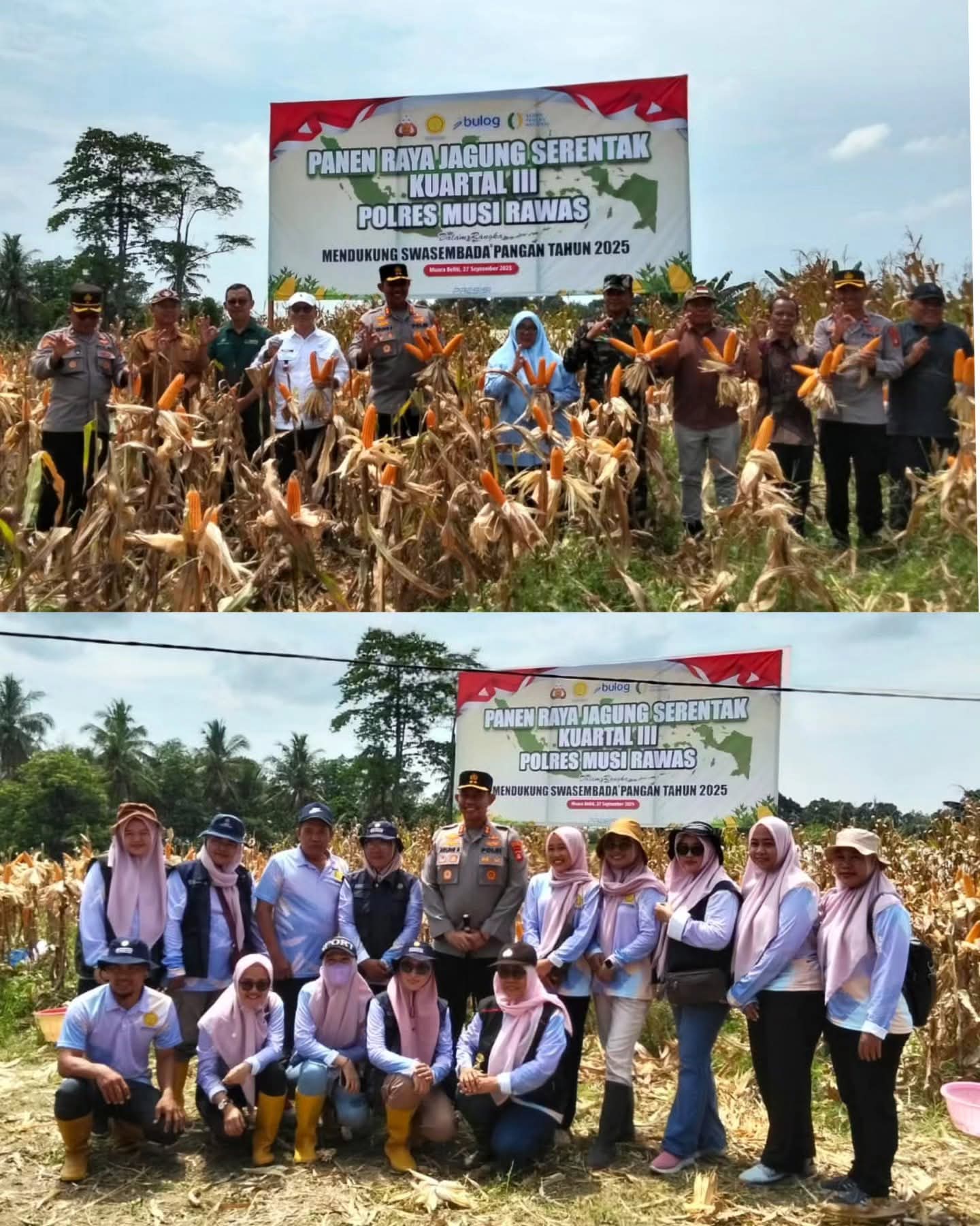 Polres Musi Rawas Bersama Forkopimda dan Kelompok Tani Desa Suro, Muara Beliti,  Panen Raya Jagung Serentak