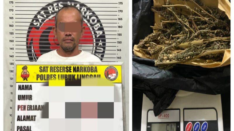 Satres Narkoba Polres Lubuklinggau Tangkap Pria Paruh Baya Pembawa Ganja Kering Siap Edar 