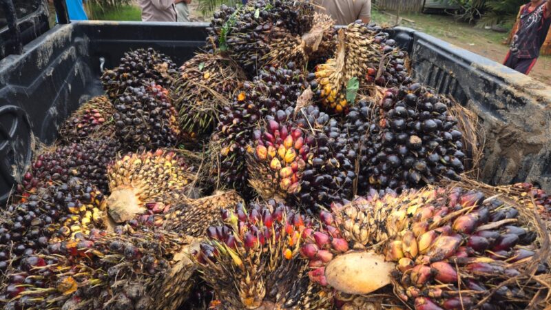 Unit Reskrim Polsek BTS Ulu Bersama Warga Amankan Pelaku Pencurian Sawit