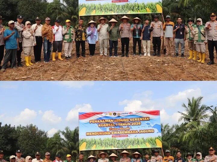 Wakapolres Musi Rawas Bersama Asisten Perekonomian dan Pembangunan Memberikan Bantuan Bibit Jagung Kepada kelompok Tani Cipta Karya